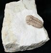 Gorgeous Kainops Trilobite - Oklahoma #15375-1